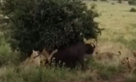 CLIP: Thấy đồng loại bị sư tử truy sát, đàn trâu rừng lập tức lao lại ứng cứu và cái kết mãn nhãn