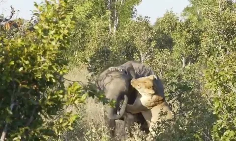 CLIP: Đi săn voi, sư tử từ kẻ đi săn biến thành con mồi