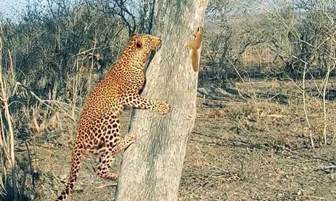 Clip: Sóc nhỏ ranh mãnh biến báo đốm thành 'trò cười'