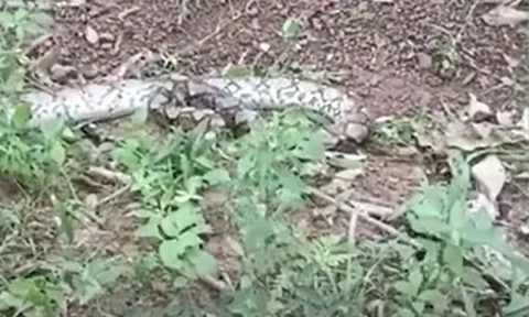 CLIP: Ớn lạnh trước khoảnh khắc rắn hổ mang nuốt chửng trăn lưới