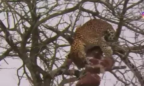 CLIP: Báo hoa mai leo tót lên cây săn đại bàng và cái kết