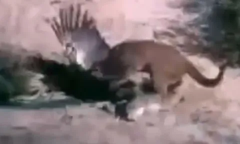 CLIP: Mãn nhãn trước màn đại chiến giành mồi của sư tử núi và đại bàng