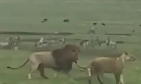 CLIP: Chó nhà ăn phải 'gan hùm', chủ động tấn công 2 con sư tử nhưng hành động của chúa tể đồng cỏ mới 'sốc'