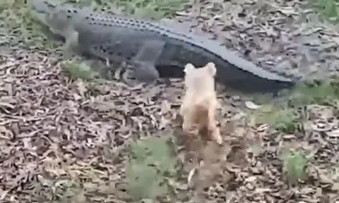 CLIP: Đang nằm nghỉ ngơi, cá sấu 'khủng' bất ngờ bị chó nhà nhỏ bé tập kích và phản ứng gây 'sốc' của chúa tể đầm lầy 