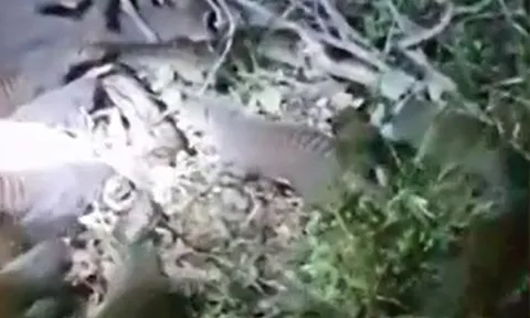CLIP: Trăn gấm tã tơi thân xác sau khi bị 20 con cầy mangut tấn công