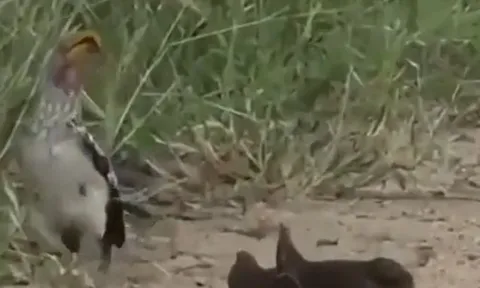 CLIP: Cầy mangut giả chết quá đỉnh khiến diễn viên chuyên nghiệp cũng phải ngả mũ thán phục