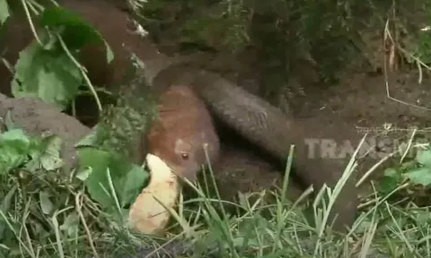 CLIP: Đụng độ cầy mangut, rắn hổ mang chúa bị hành cho thừa sống thiếu chết