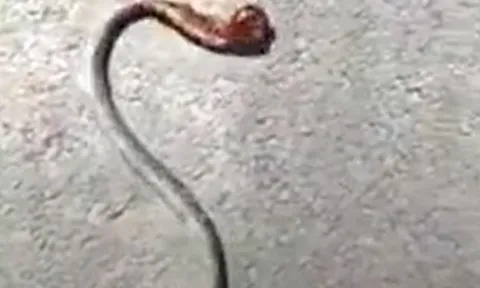 CLIP: Rắn quằn quại đau đớn khi bị rết khống chế