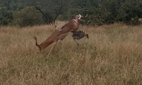 CLIP: Báo hoa mai sử dụng chiến thuật đỉnh cao, hạ gục linh dương impala trong chớp mắt