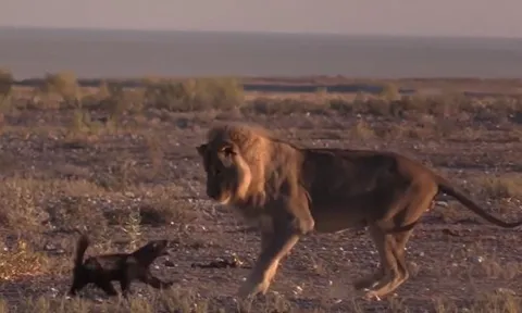 CLIP: Thấy lửng mật, sư tử lẽo đẽo chạy theo y như fan chạy theo thần tượng nhưng cái kết mới gây chú ý