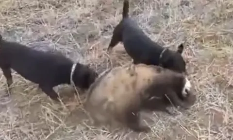 CLIP: Đụng độ 2 con chó nhà, lửng mật bị hành cho 'ra bã'