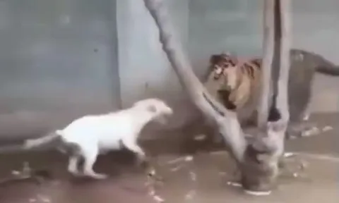 CLIP: Thấy hổ bị xích, chó nhà lao lại tấn công rồi nhận cái kết thương tâm