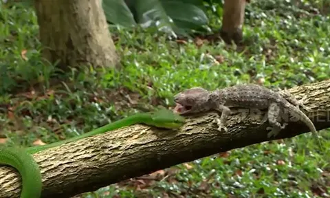 CLIP: Mãn nhãn trước màn tử chiến của tắc kè và rắn lục