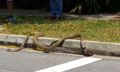 CLIP: Rắn hổ mang chúa và trăn gấm 'rủ nhau' ra đường phố 'đánh nhau' và cái kết gây chú ý cho người đi đường
