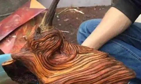 Anh chàng dọn mộ tổ thấy khúc gỗ lạ định đem về làm củi đốt, ai ngờ chuyên gia nói lớn: 'Phát tài to'