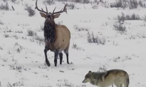 CLIP: Đàn sói hợp sức truy sát nai sừng tấm và cái kết gây chú ý