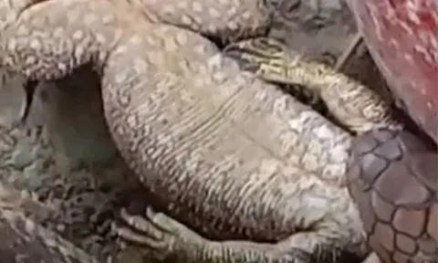 CLIP: Đang mukbang thằn lằn, rắn hổ mang bị 'kẻ thứ 3' xuất hiện quấy rối và cái kết