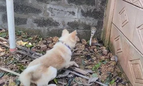 CLIP: Trông thấy rắn hổ mang, chó nhà dũng cảm lao lại tấn công và cái kết