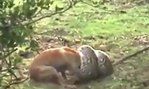 CLIP: Bị trăn đá châu Phi 'khủng' siết chặt, chó nhà có màn phản đòn cực gắt ở phút chót và cái kết bất ngờ