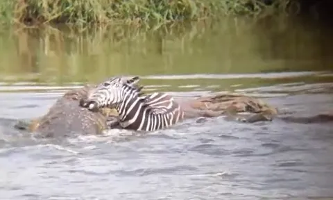 CLIP: Bị cá sấu ngoạm trúng đùi khi đang vượt sông, ngựa vằn nổi điên quay lại cắn luôn kẻ đi săn và cái kết cực mãn nhãn