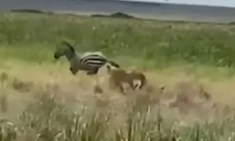 CLIP: Bị 2 con sư tử đưa vào 'tầm ngắm', ngựa vằn đón nhận cái kết bi thảm