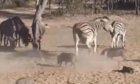 CLIP: Bị dọa giật mình, ngựa vằn liên tục tung cú đá hậu khiến lợn rừng bất tỉnh