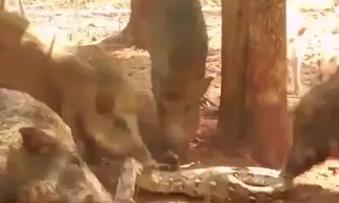 CLIP: Tấn công lợn con, trăn gấm bị đàn lợn 'hành' cho 'ra bã'