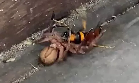 CLIP: Bị nhện sát thủ 'khủng' khóa chặt, ong bắp cày vẫn tạo nên kỳ tích ở phút chót