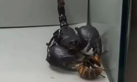 CLIP: Trông thấy bọ cạp 'khủng', ong bắp cày lập tức lao lại nghênh chiến rồi đón nhận cái kết bi thảm ngay sau đó