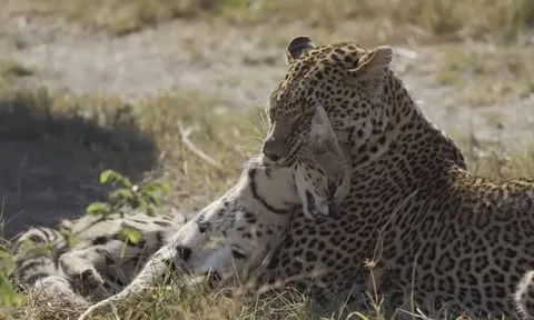 CLIP: Báo đốm 'tung chiêu', tóm gọn linh miêu trong vòng 'một nốt nhạc'