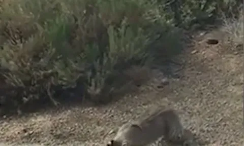 CLIP: Bị rắn độc cắn, linh miêu nổi điên tát tới vào đối thủ và cái kết gây chú ý