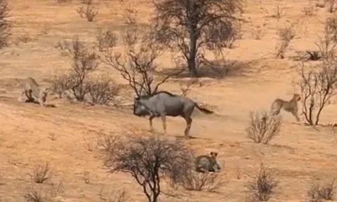 CLIP: Một mình linh dương đầu bò tử chiến với 2 con báo săn để bảo vệ con non và cái kết 'thót tim'