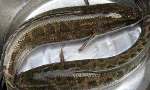 Mặc dù loài cá nước ngọt này rất ngon, nhưng thực ra lại cực kỳ hung dữ, thậm chí ăn thịt cả đồng loại của mình!