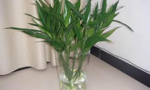 Để nuôi cây trúc phát lộc, không chỉ phát triển bằng nước, hãy nhớ '4 loại nước' này, cây mới phát triển thịnh vượng mà không bị vàng lá