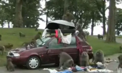 CLIP: Bầy khỉ biến ôtô thành sân chơi náo loạn
