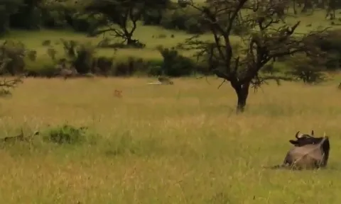 CLIP: Linh dương đầu bò bỏ mạng vì giấc ngủ trưa định mệnh