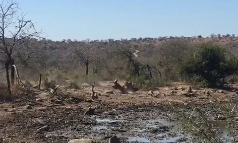 CLIP: Cái kết bi thảm của linh dương Waterbuck khi mải mê uống nước