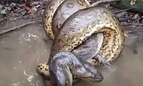 CLIP: Đụng độ trăn Anaconda 'khủng', cá sấu Caiman nhận cái kết bi thảm