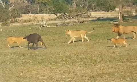 CLIP: Đàn sư tử hợp sức hạ gục trâu rừng con lạc bầy