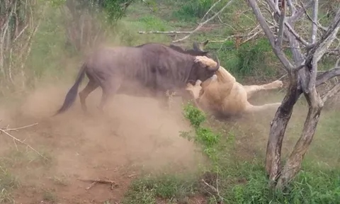 CLIP: Dùng trí khôn, linh dương đầu bò thoát chết ngoạn mục