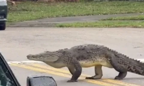 CLIP: Cá sấu thoải mái đi dạo ở khu dân cư đông người và cái kết