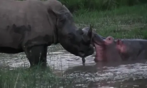 CLIP: Cuộc chiến khốc liệt tranh giành lãnh thổ giữa hà mã và tê giác