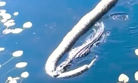 CLIP: Cá sấu kéo lê xác trăn Miến Điện 'khủng' giữa sông