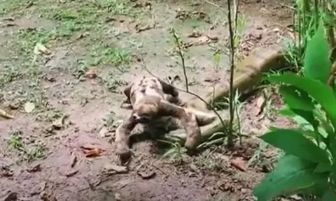 CLIP: Bị con lười bước qua người, trăn Anaconda làm ra hành động khiến người xem 'sốc'