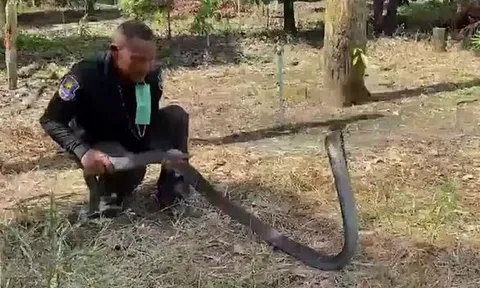 CLIP: Người đàn ông dùng tay không bắt rắn hổ mang chúa dài 4m và cái kết khiến người xem 'thót tim'