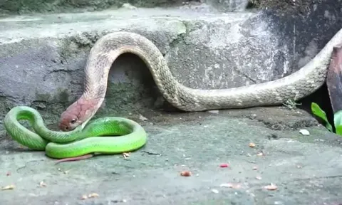 CLIP: 'Rơi vào tay' rắn hổ mang chúa, rắn lục đuôi đỏ nhận cái kết thê thảm