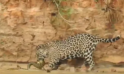 CLIP: Báo đốm phi xuống sông, tóm gọn trăn Anaconda trong tích tắc