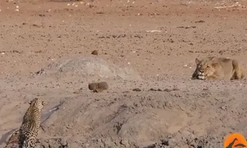 CLIP: Đi săn báo gấm chưa trưởng thành, sư tử nhận ngay cái kết bẽ mặt