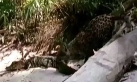 CLIP: Trêu cá sấu, báo đốm non nhận cái kết 'hú hồn'