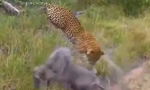 CLIP: Đi săn lợn rừng con, báo đốm bị lợn rừng mẹ húc cho tã tơi